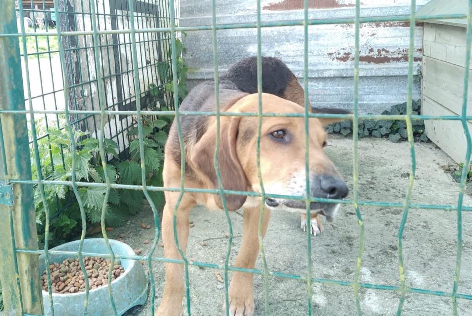 Alerte Découverte Chien croisement Mâle Briouze France Alerte Découverte Chien croisement Mâle Briouze France