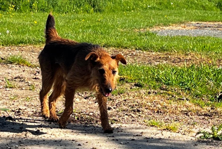 Alerte Découverte Chien Femelle Charencey France