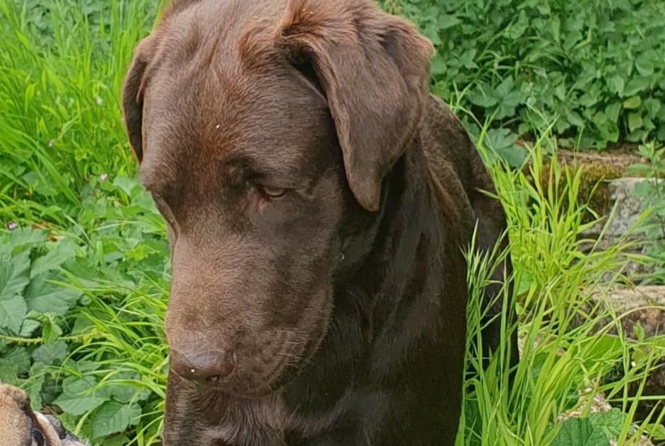Alerte Découverte Chien Mâle Échauffour France Alerte Découverte Chien Mâle Échauffour France